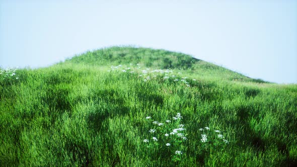 Green Hills with Fresh Grass and Wild Flowers in the Beginning of Summer