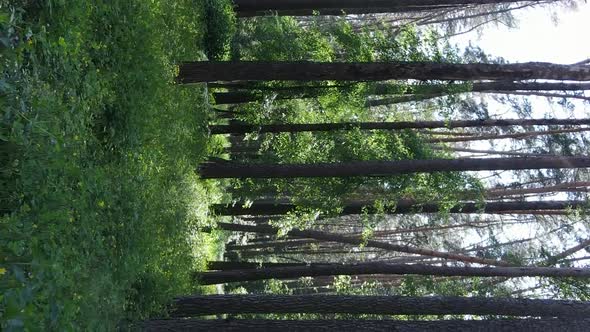 Vertical Video of Forest Landscape in Summer Slow Motion