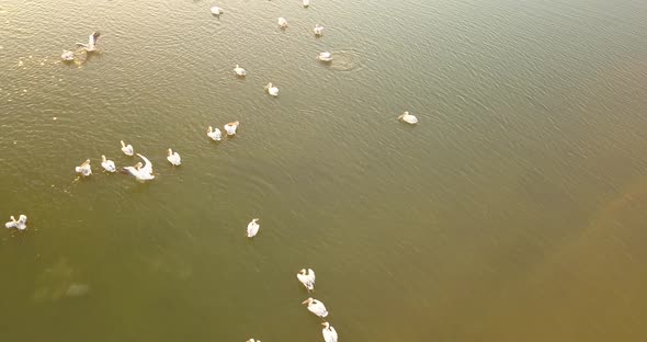 Breeding Grounds of Pelicans in Tuzly Estuary National Nature Park Near By Black Sea Coast, Ukraine