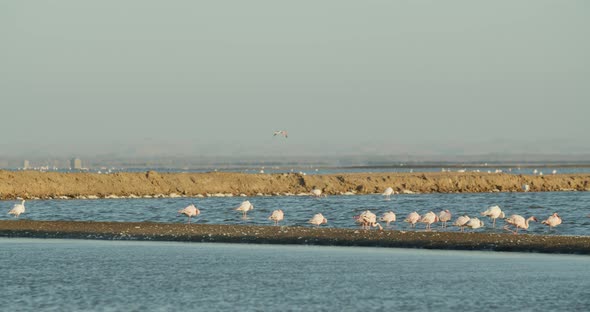 Flock of gorgeous wild flamingos near the shore of Walvis Bay, wildlife, 4k