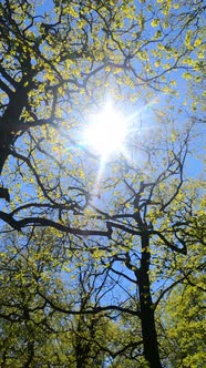 Vertical Video of the Forest in the Spring