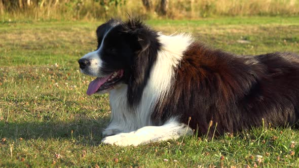 A Border Collie Lies on Grass in a Meadow and Looks Around