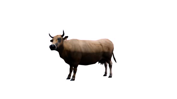 Cow