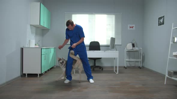 SLow Motion, Veterinary Doctor Trains a Husky with Snacks in Cabinet