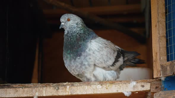 Beautiful pigeon.