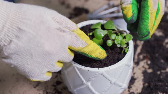 Female Hands in Gloves Plant a Sprout in the Ground in a Pot