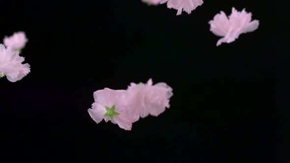 Cherry blossom, Slow Motion alt