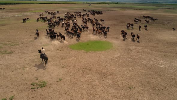 A Herd Of Running Horses