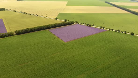 Aerial View of Lavender Field at Summer Day