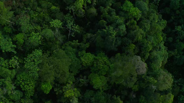 Aerial top down view of a tropical forest canopy: Amazon forest from above