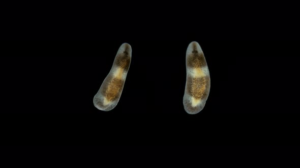 A flatworm from the order Proseriata under a microscope, Phylum Platyhelminthe