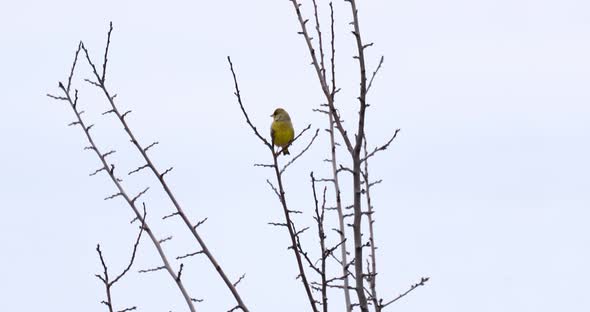 European greenfinch - Carduelis chloris