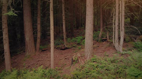 Moving Sideways Past Forest Slope At Sunset