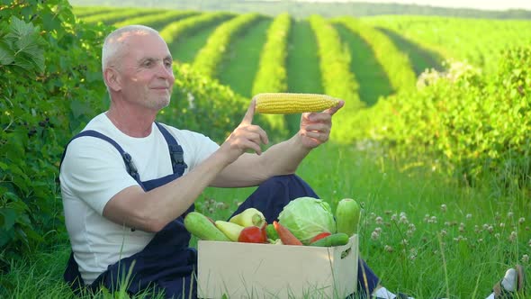Senior Farmer Puts in a Box Vegetables - Corn. Organic Harvest Agricultural Food Products