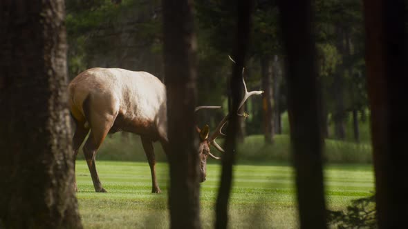 Elk bull male digging with antlers on a lawn