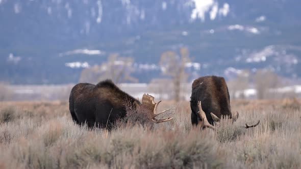 Two Bull Moose in the Wyoming wilderness grazing together