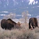 Two Bull Moose in the Wyoming wilderness grazing together - VideoHive Item for Sale