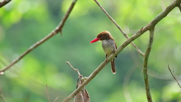 Looking to the left while moving its crown during the morning, Banded Kingfisher Lacedo pulchella, F