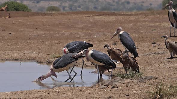 African white-backed vulture, gyps africanus, Group standing at the Water Hole, Marabou Stork