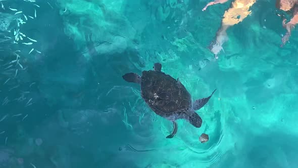 The Sea Turtle Eating in the Clear Transparent Sea Water