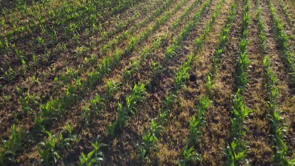 Young Green Corn Fields