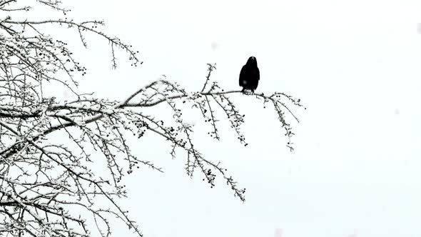 Black Raven On Snowy Tree alt
