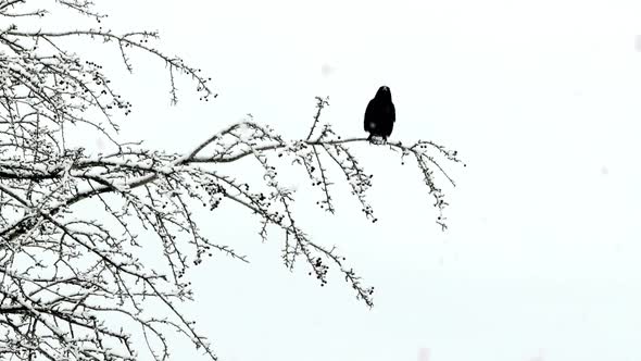 Black Raven On Snowy Tree