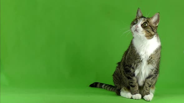 Isolated cat pattern. The cat is looking at the camera on a green screen.