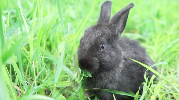 Charming Little Dark Rabbit Eats Fresh Juicy Young Grass on a Green Sunny Meadow