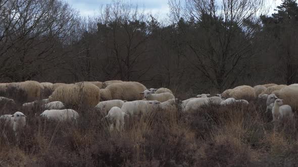 Sheep with lambs on the heather in the spring, close up