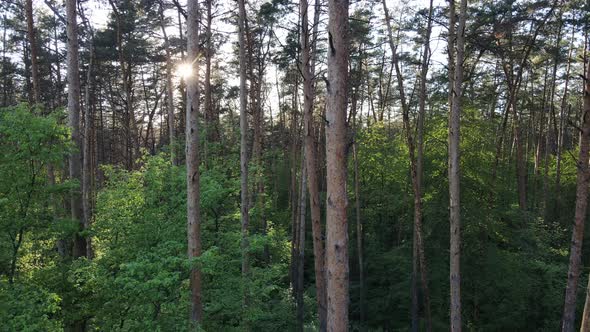 Wild Forest Landscape on a Summer Day