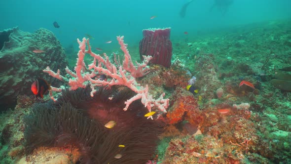 Coral Reef and Tropical Fish. Philippines, Mindoro