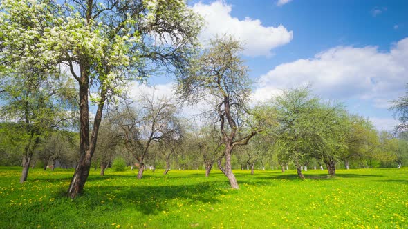 Spring Apple Orchard