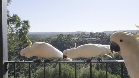 Sliding shot of cockatoos playing on balcony in the hills in South Australia