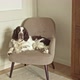 Long Haired Dog Lies on a Chair in the Room - VideoHive Item for Sale