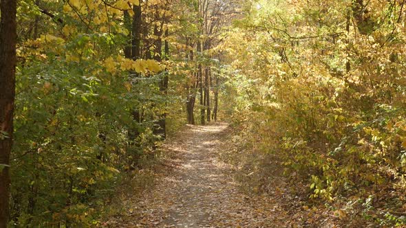 Daily POV walking  through the forest by autumn