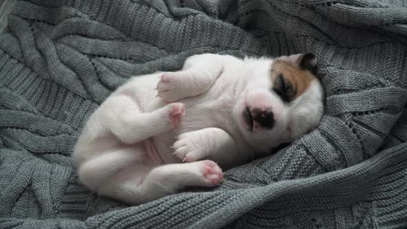 Newborn Puppy Sleeping on Knitted Plaid