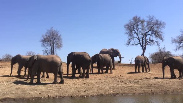 Herd of African Bush Elephants loiters around watering hole in Madikwe