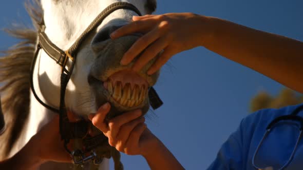 Veterinarian examining horse in ranch 4k
