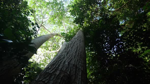 Looking up High Trees