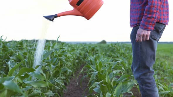 Agronomist Watering Corn on the Field