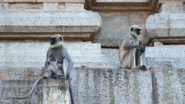Cute monkeys sitting in front of temple in indian village hampi.