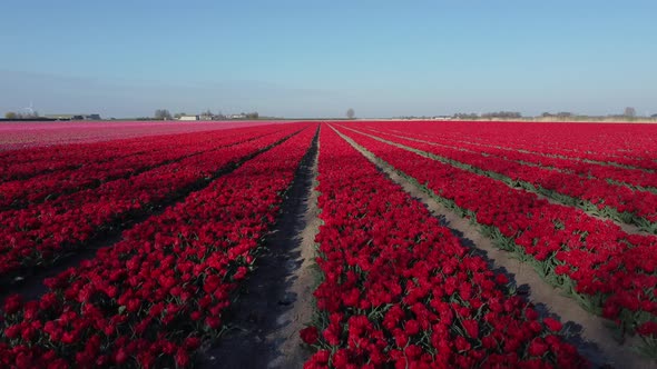 Colorful flowerfields with blooming tulips in the Flevopolder of the Netherlands