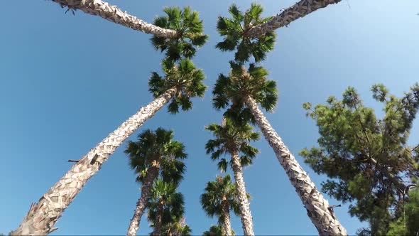 Palms trees on the blue sky background