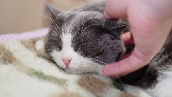 a Cute Gray Cat is Sleeping and a Man's Hand is Stroking His Head