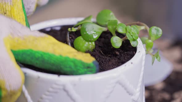 Gloved Hands Tamp the Earth in a Pot Near a Small Plant That Has Just Been Planted