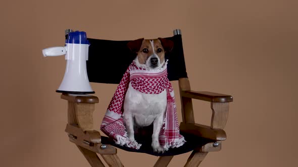 Jack Russell with a Scarf Around His Neck is Watching the Filming Sitting in the Director's Chair