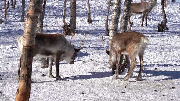Tame reindeers play fighting with antlers - Sunny winter day with snow covered ground - Static handh