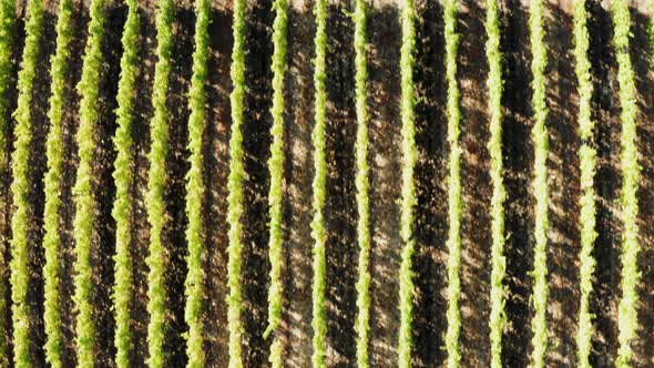 Flying Over a Green Vineyard