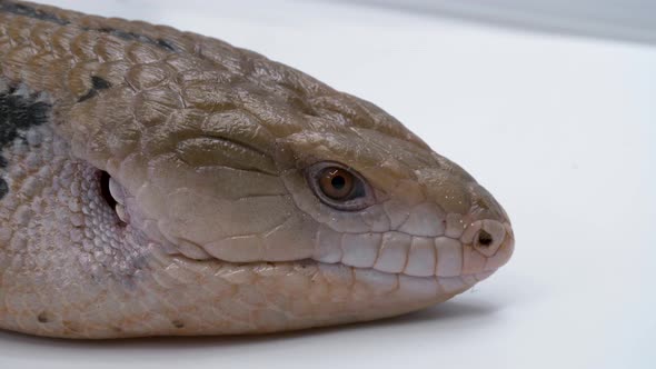 Extreme macro close-up of a blue tongued-skink on white background view of face and then it walks th